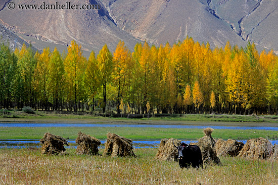 barley-stacks-foliage-trees-n-yak-03.jpg