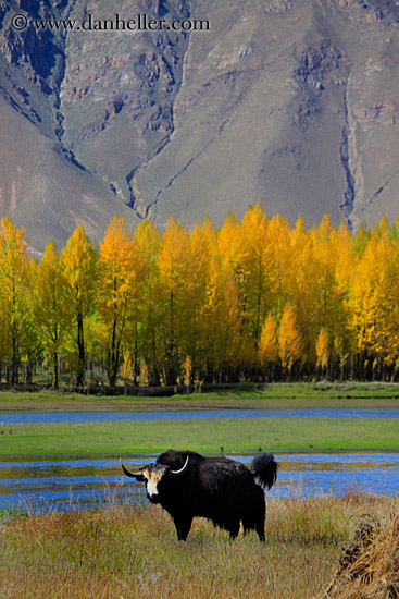 barley-stacks-foliage-trees-n-yak-04.jpg