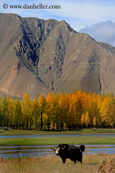 barley-stacks-foliage-trees-n-yak-05.jpg