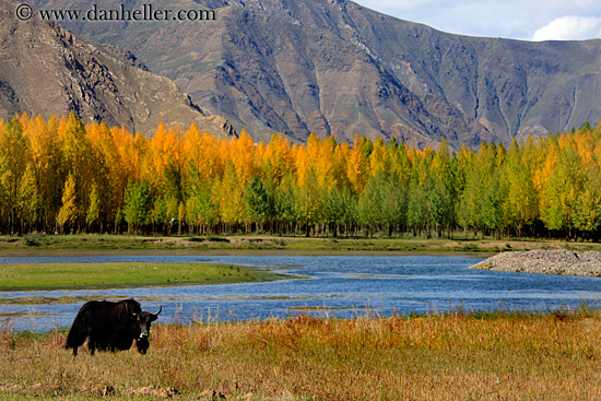 barley-stacks-foliage-trees-n-yak-06.jpg