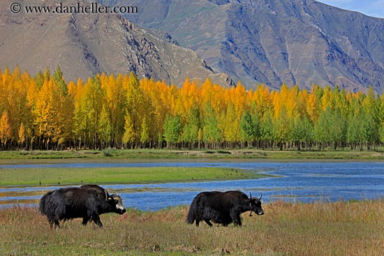 barley-stacks-foliage-trees-n-yak-07.jpg