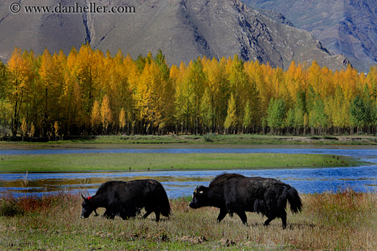 barley-stacks-foliage-trees-n-yak-08.jpg