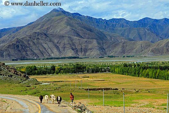 farmer-cows-n-mtns.jpg