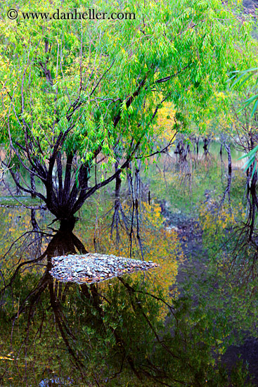 trees-n-reflections-01.jpg