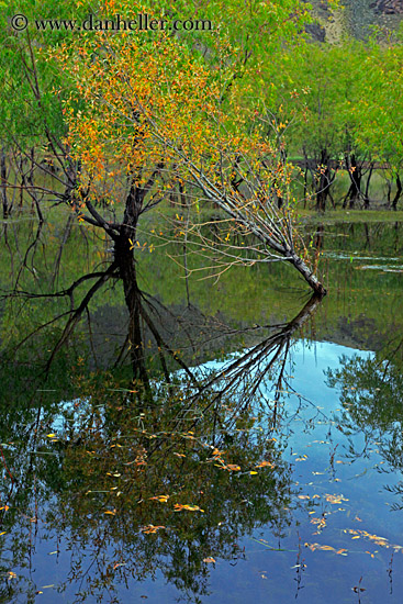 trees-n-reflections-03.jpg