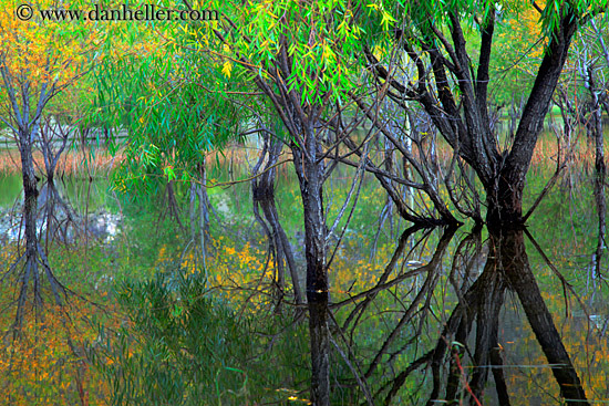 trees-n-reflections-04.jpg