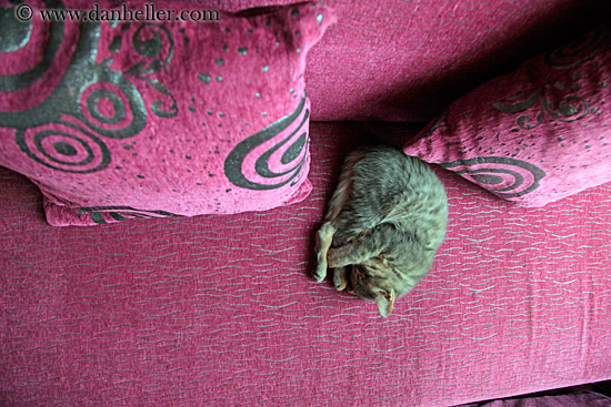 sleeping-kitten-01.jpg