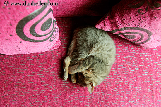 sleeping-kitten-02.jpg