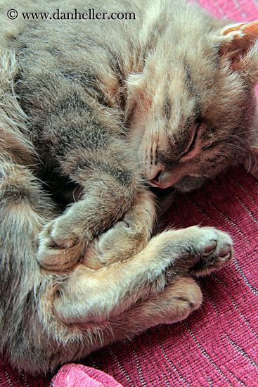 sleeping-kitten-04.jpg