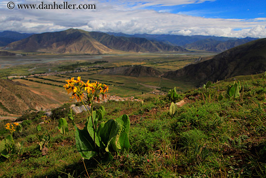 yellow-wildflowers-n-landscape-01.jpg