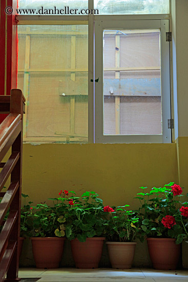 plants-under-window.jpg