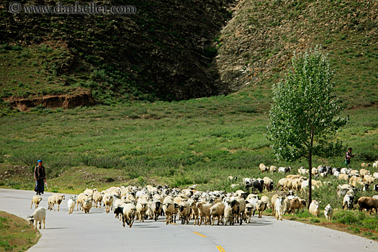 sheep-n-shepherd-01.jpg