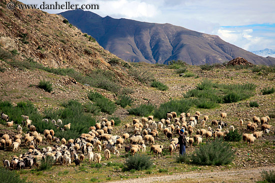 sheep-n-shepherd-02.jpg