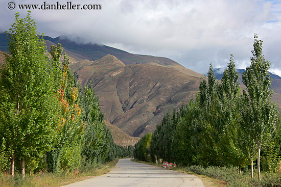 trees-road-n-mtns.jpg