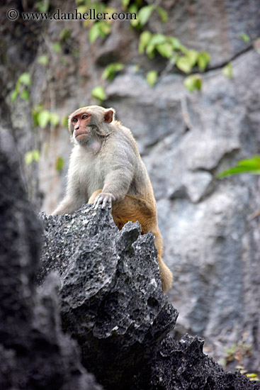 monkey-1.jpg