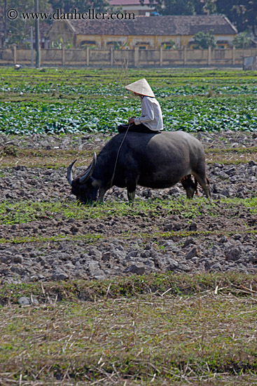 boy-on-waterbuffolo-n-field-01.jpg