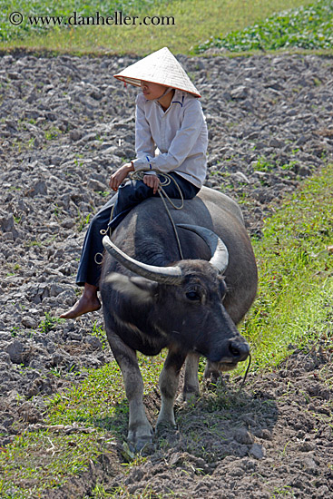 boy-on-waterbuffolo-n-field-03.jpg