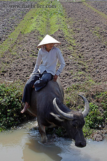 boy-on-waterbuffolo-n-water-1.jpg