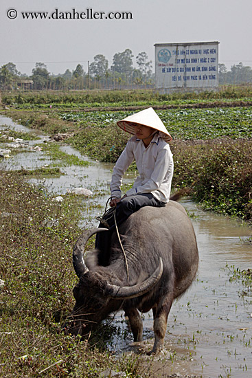 boy-on-waterbuffolo-n-water-3.jpg