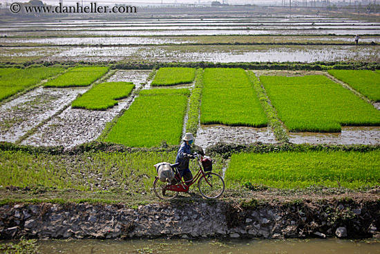 bikes-n-rice-fields-2.jpg