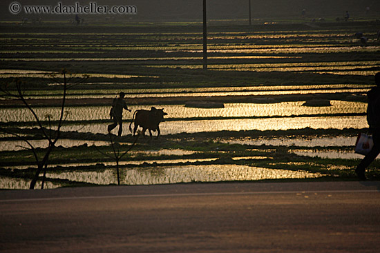 hazy-rice-fields-07.jpg