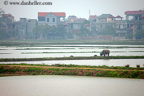 hazy-rice-fields-09.jpg