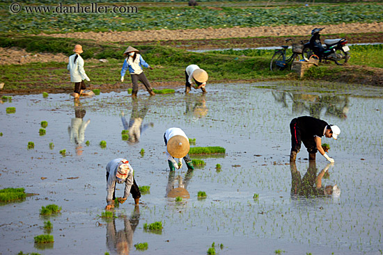 rice-fields-workers-8.jpg