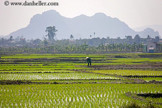 rice-fields-workers-n-mtn-2.jpg