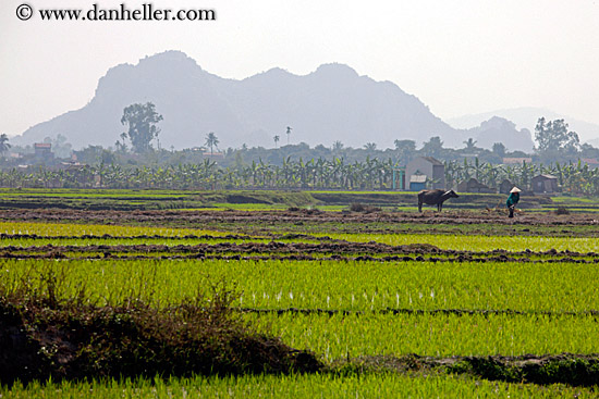 rice-fields-workers-n-mtn-5.jpg