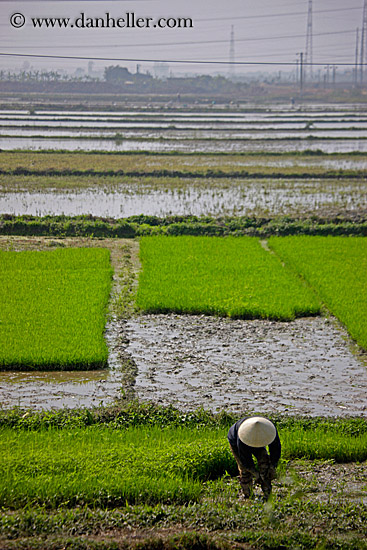 rice-fields-workers-n-telephone-wires-1.jpg
