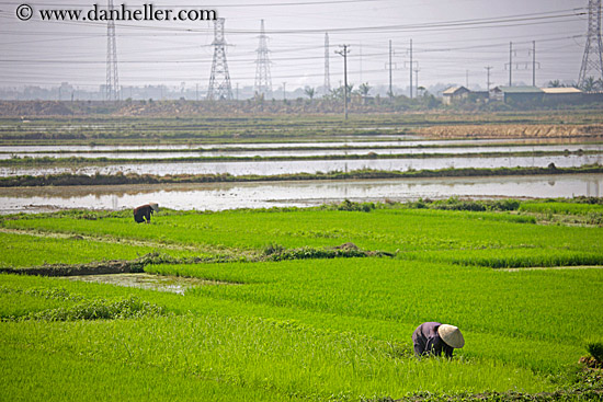 rice-fields-workers-n-telephone-wires-5.jpg