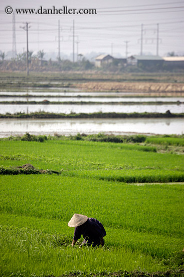 rice-fields-workers-n-telephone-wires-6.jpg