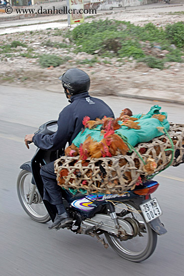 motorcycle-n-chickens.jpg