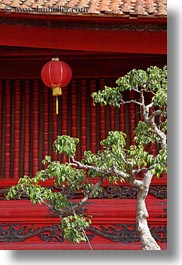 images/Asia/Vietnam/Hanoi/ConfucianTempleLiterature/Gardens/red-lantern-n-green-tree-leaves-2.jpg