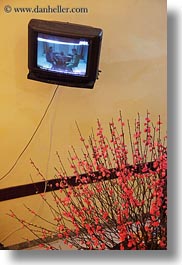 images/Asia/Vietnam/Hanoi/Misc/television-n-red-plant.jpg