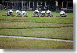 images/Asia/Vietnam/Hanoi/People/Gardeners/gardening-women-in-grey-w-white-conical-hats-2.jpg