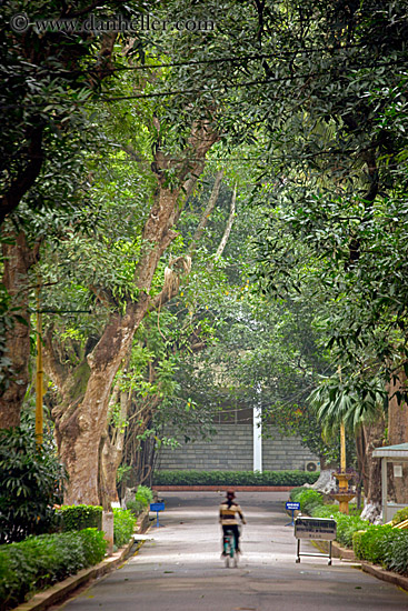 tree-tunnel-1.jpg