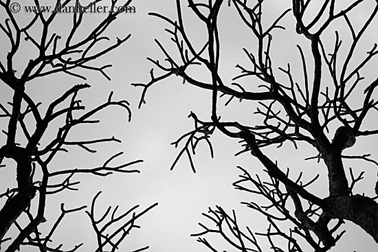 tree-branch-abstracts-05.jpg