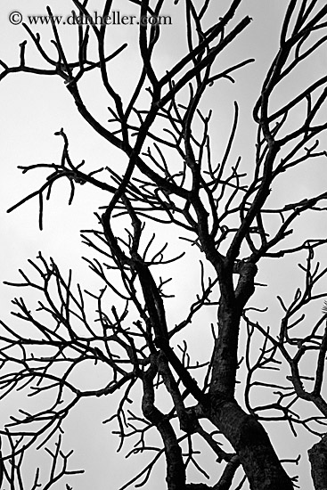 tree-branch-abstracts-11.jpg