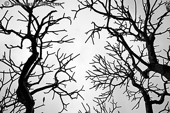tree-branch-abstracts-12.jpg