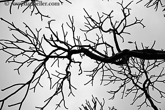 tree-branch-abstracts-13.jpg