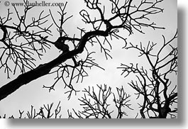 images/Asia/Vietnam/Hanoi/TreeBranches/tree-branch-abstracts-16.jpg