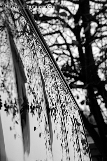 tree-branches-n-window-reflection.jpg