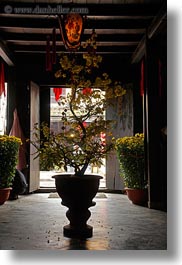 images/Asia/Vietnam/HoiAn/Flowers/potted-tree-sil.jpg