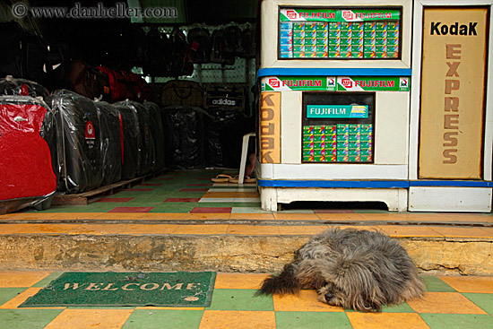 dog-n-welcome-mat.jpg