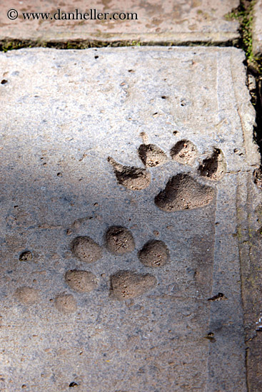 paw-print.jpg