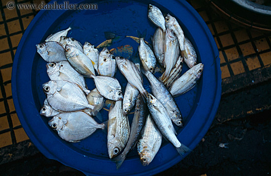 plate-of-fish.jpg