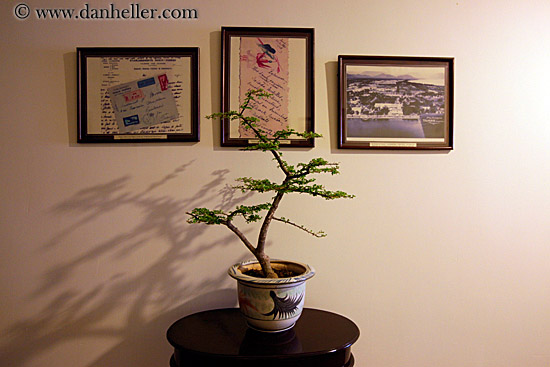 bonsai-tree-n-shadow.jpg