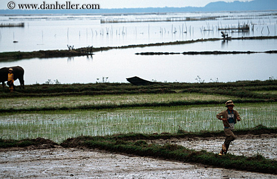 rice-fields-1.jpg