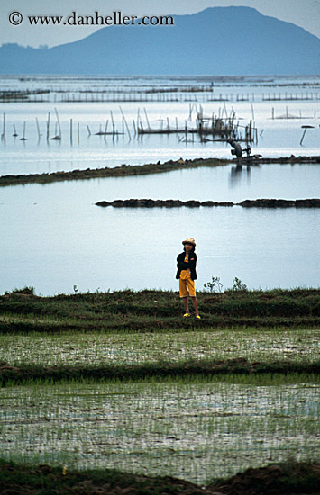 rice-fields-3.jpg